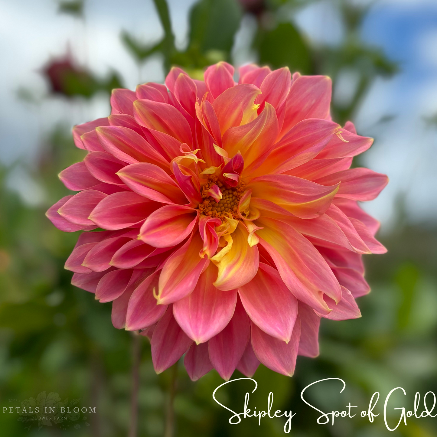 
                  
                    Skipley Spot of Gold Dahlia Tubers
                  
                