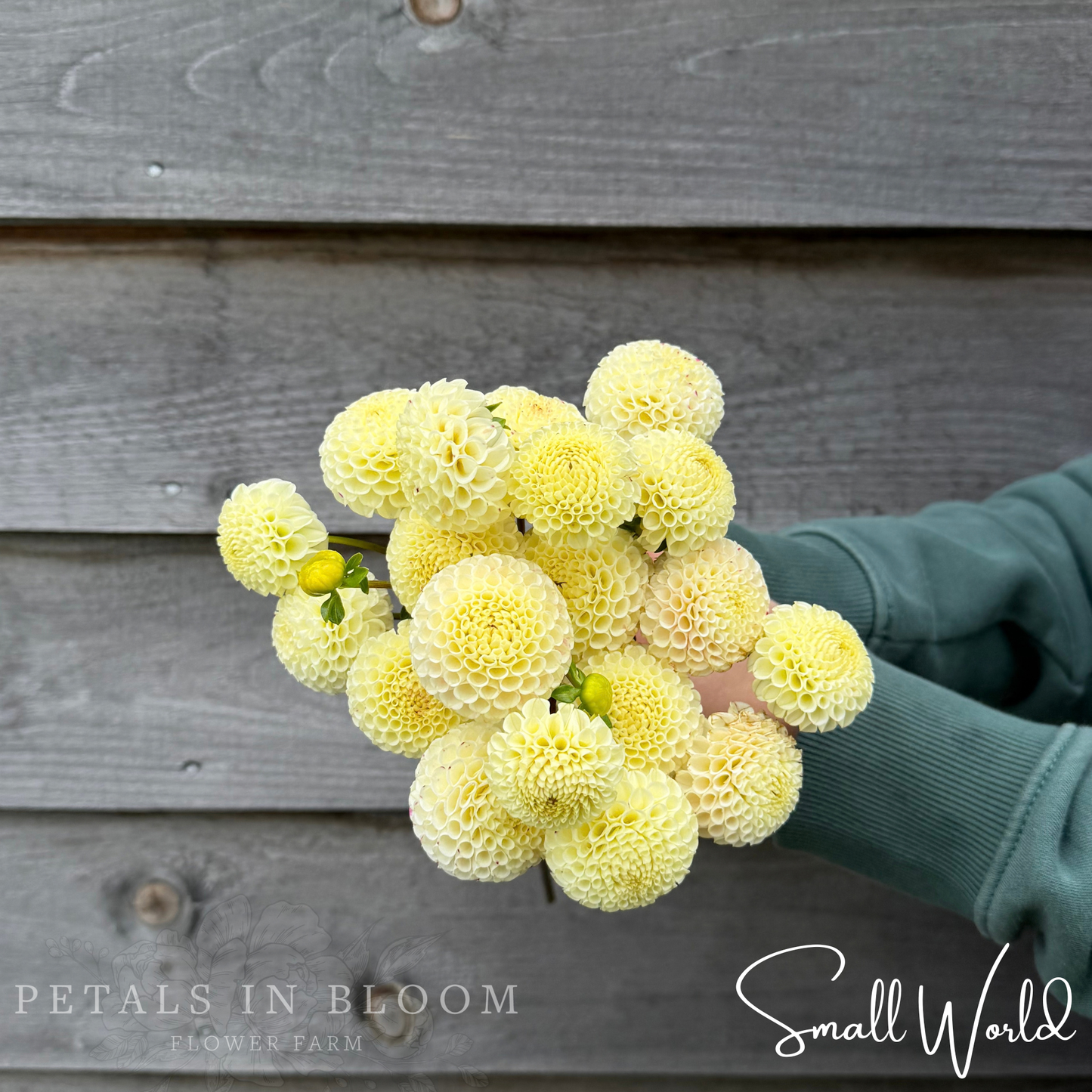 
                  
                    Small World Dahlia Tuber
                  
                