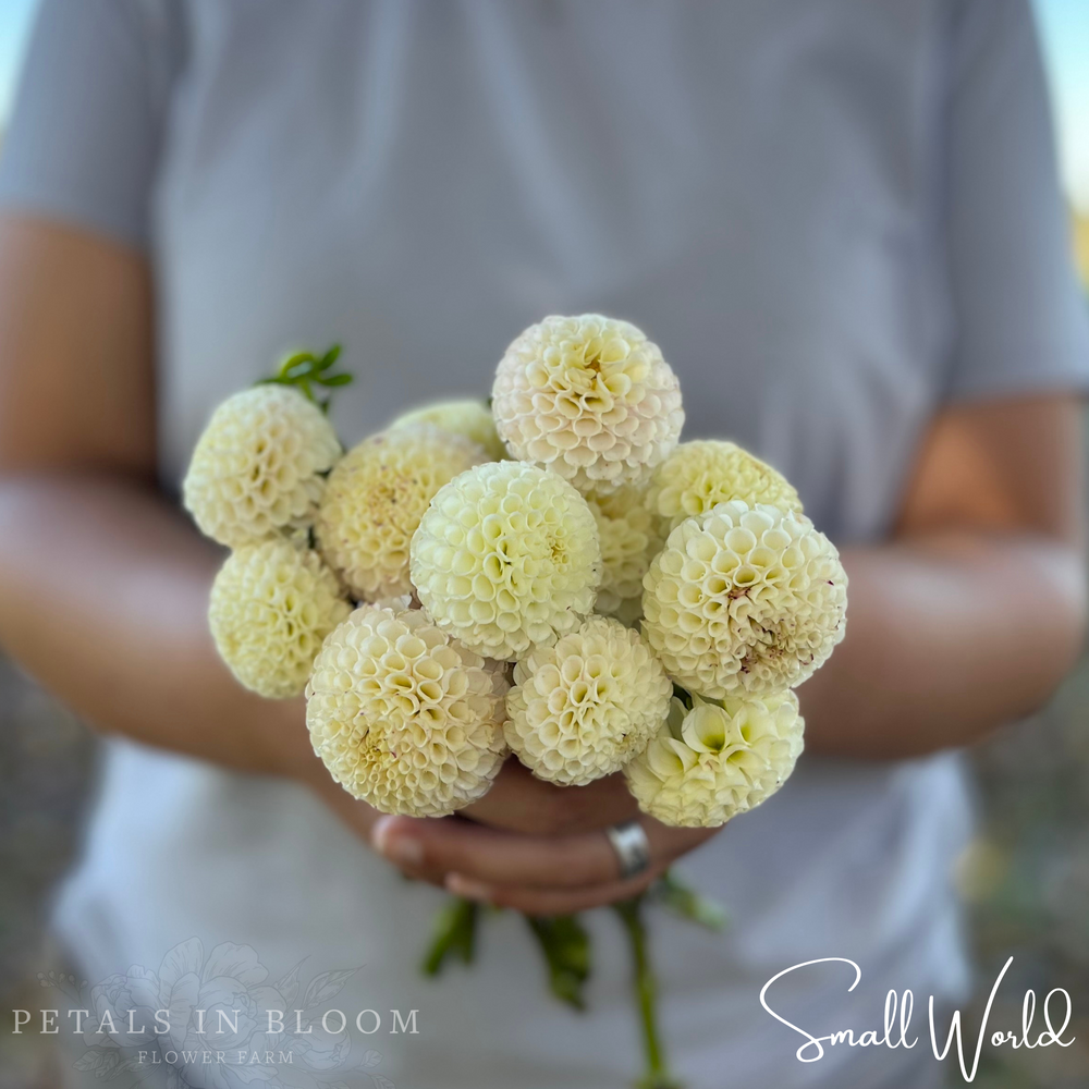 Small World Dahlia Tuber