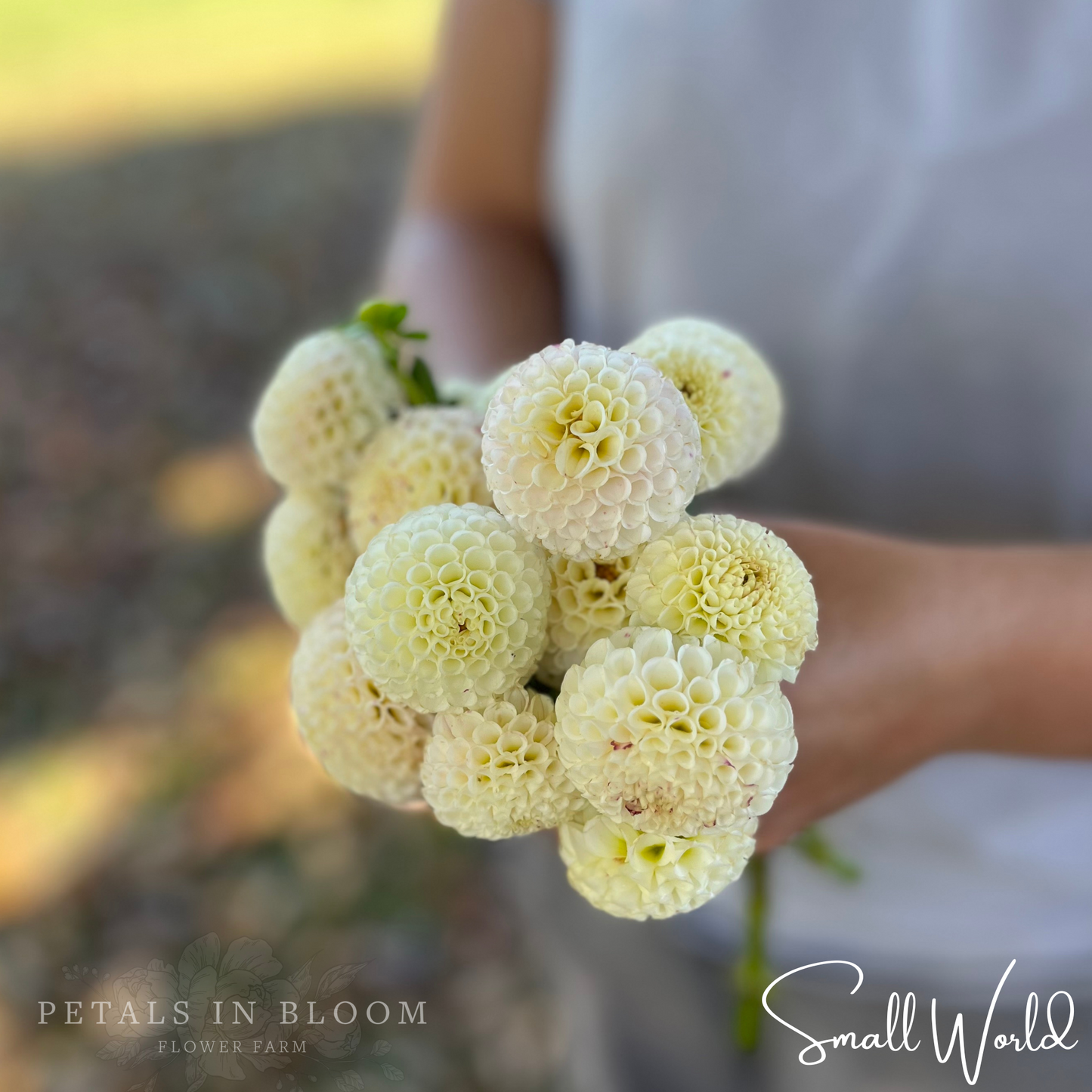 
                  
                    Small World Dahlia Tuber
                  
                