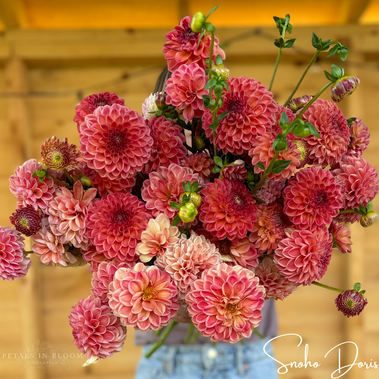 
                  
                    Snoho Doris Dahlia Tubers
                  
                