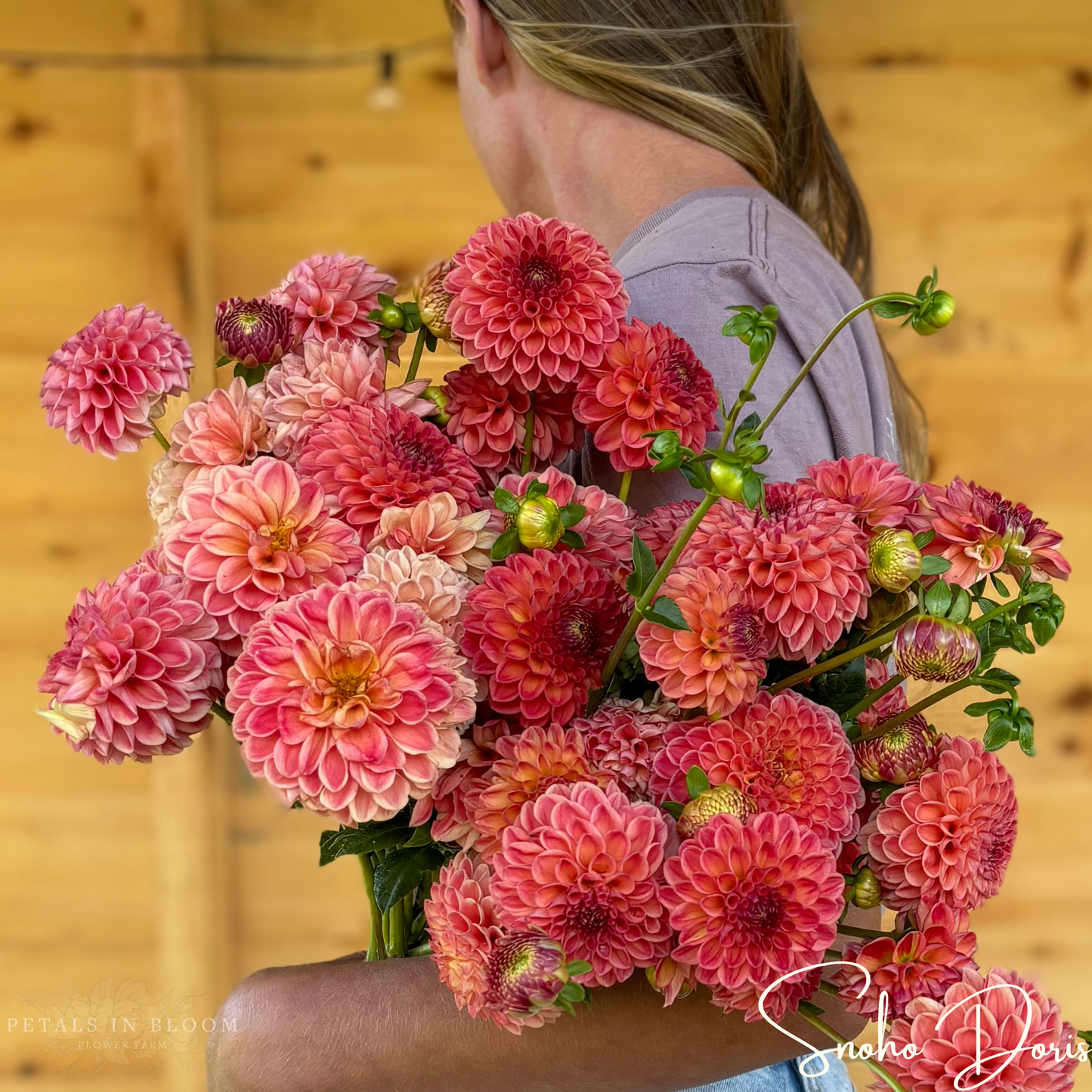 
                  
                    Snoho Doris Dahlia Tubers
                  
                