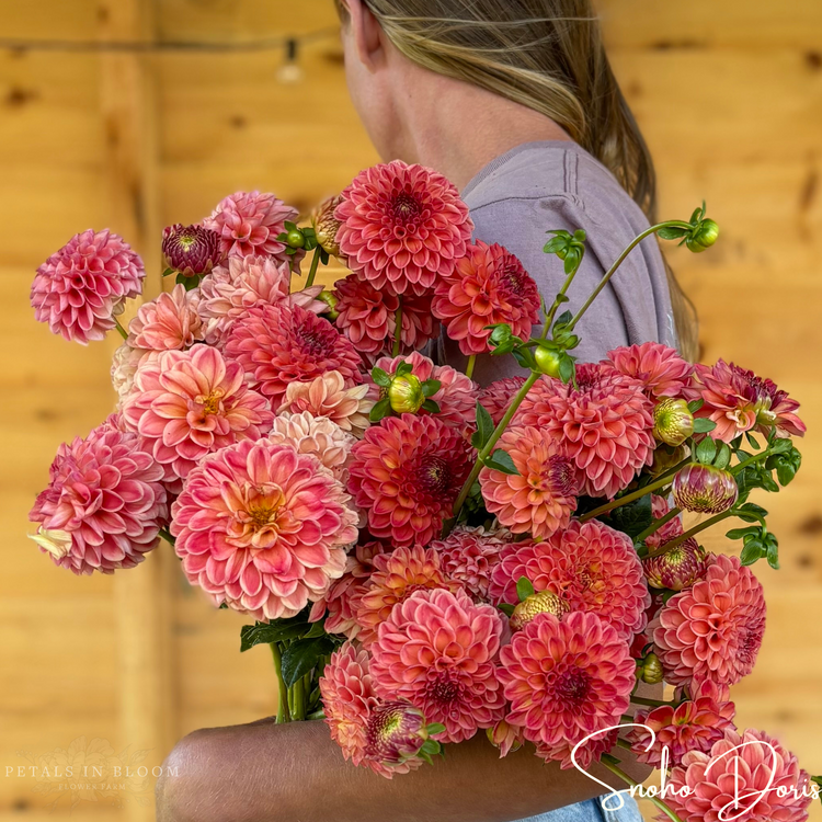 Snoho Doris Dahlia Tubers – Petals In Bloom Flower Farm