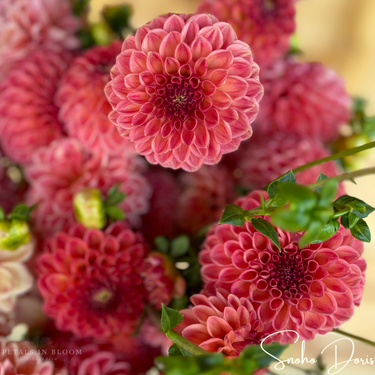 Snoho Doris Dahlia Tubers – Petals In Bloom Flower Farm
