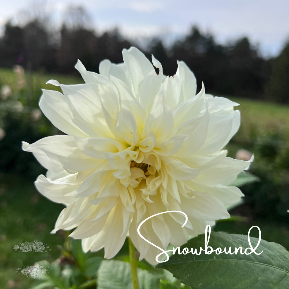 Snowbound Dahlia Tuber – Petals In Bloom Flower Farm