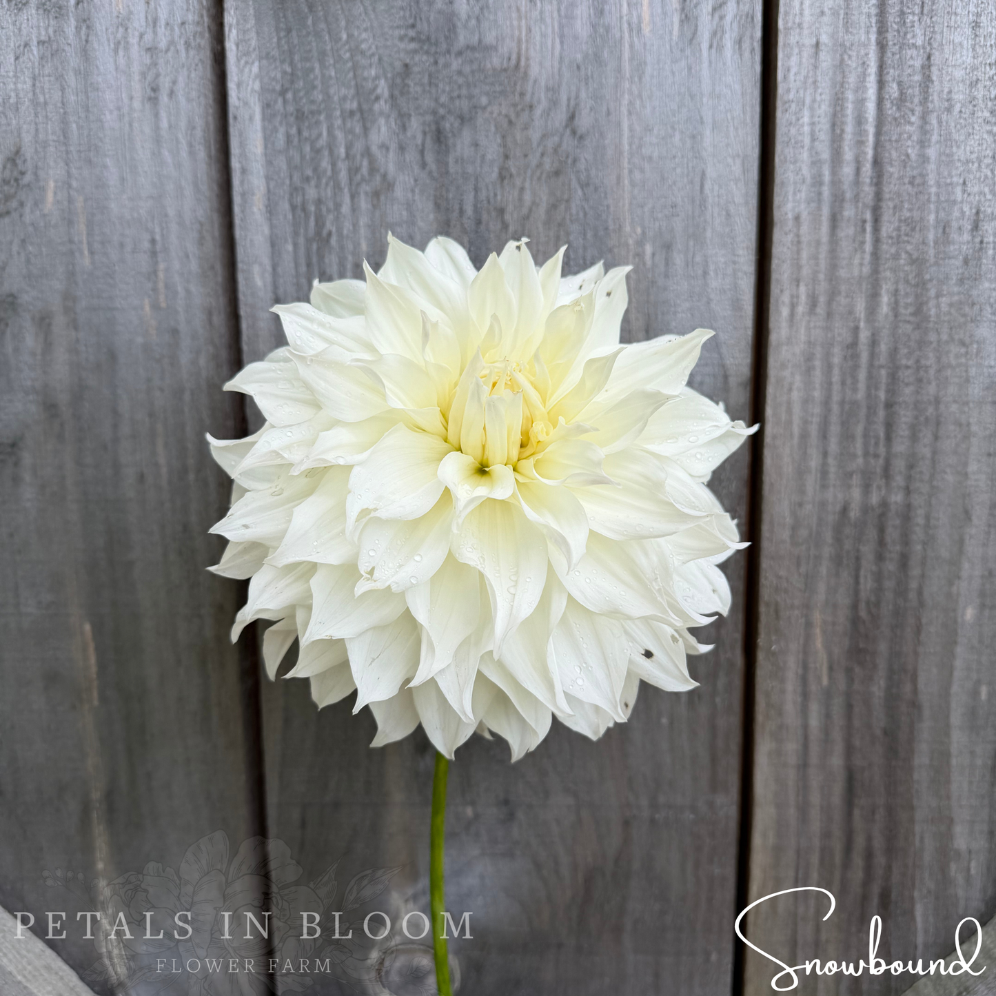 
                  
                    Snowbound Dahlia Tuber
                  
                