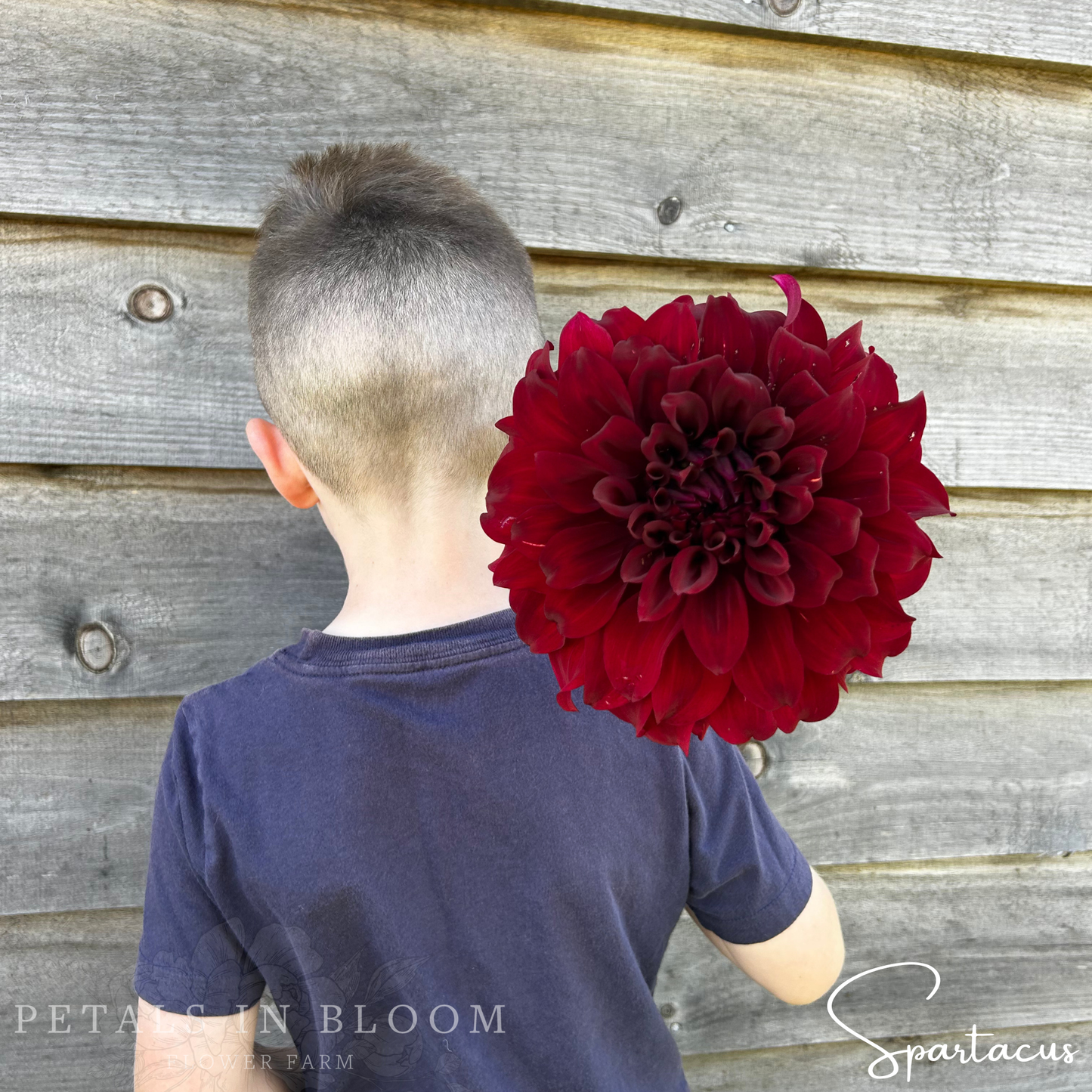 
                  
                    Spartacus Dahlia Tuber
                  
                
