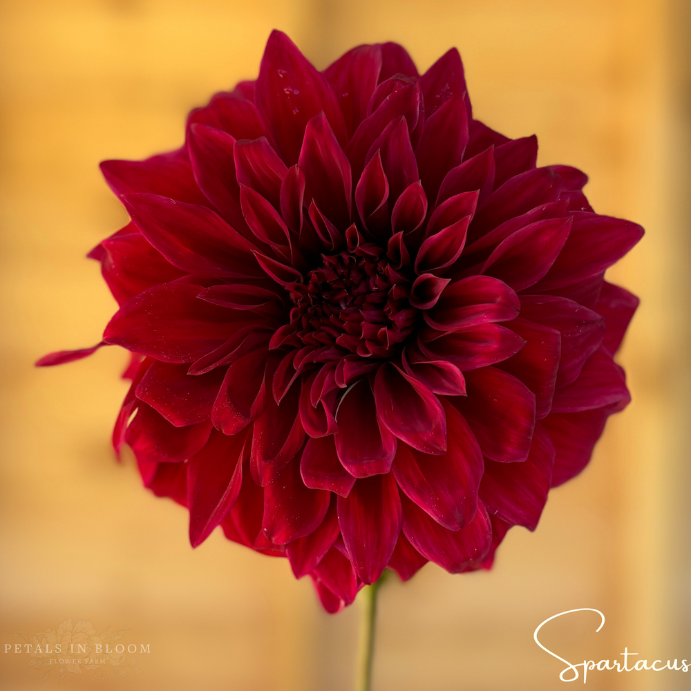 Spartacus Dahlia Tuber