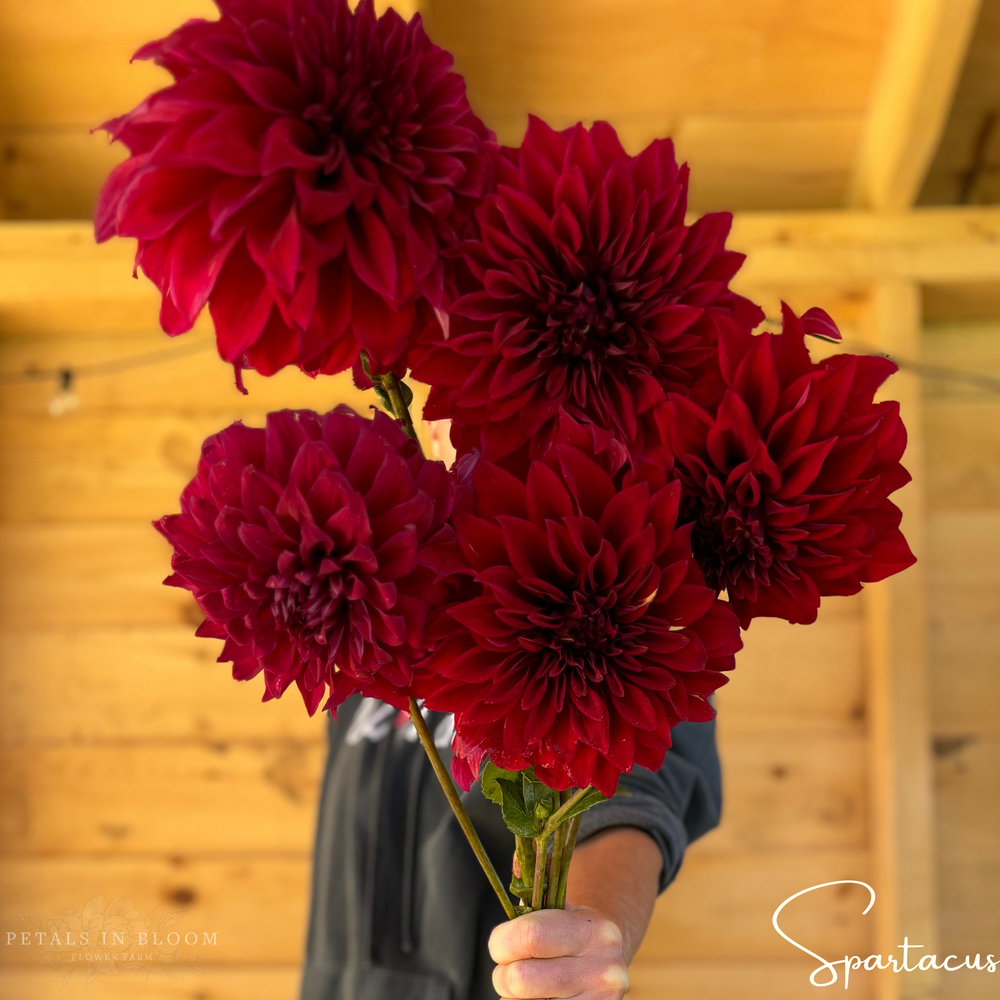 
                  
                    Spartacus Dahlia Tuber
                  
                