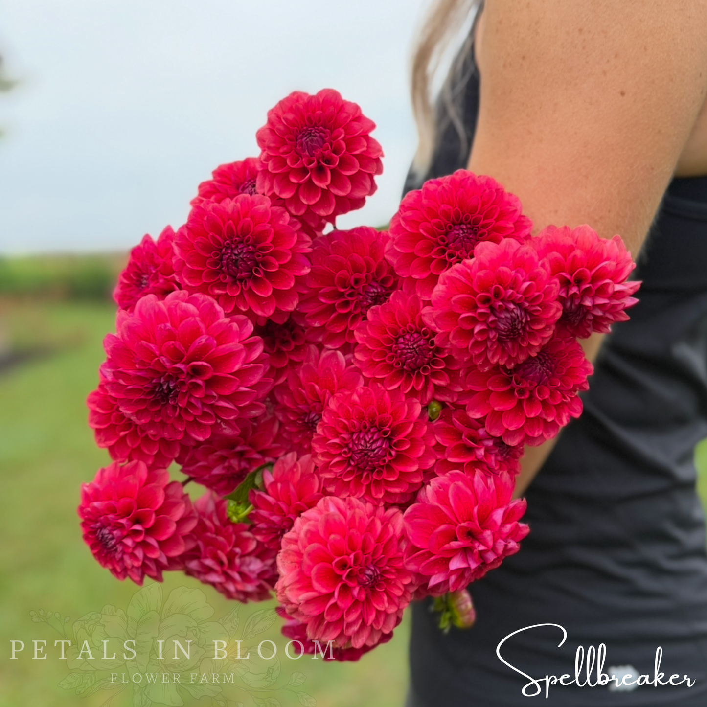 
                  
                    Spellbreaker Dahlia Tubers
                  
                