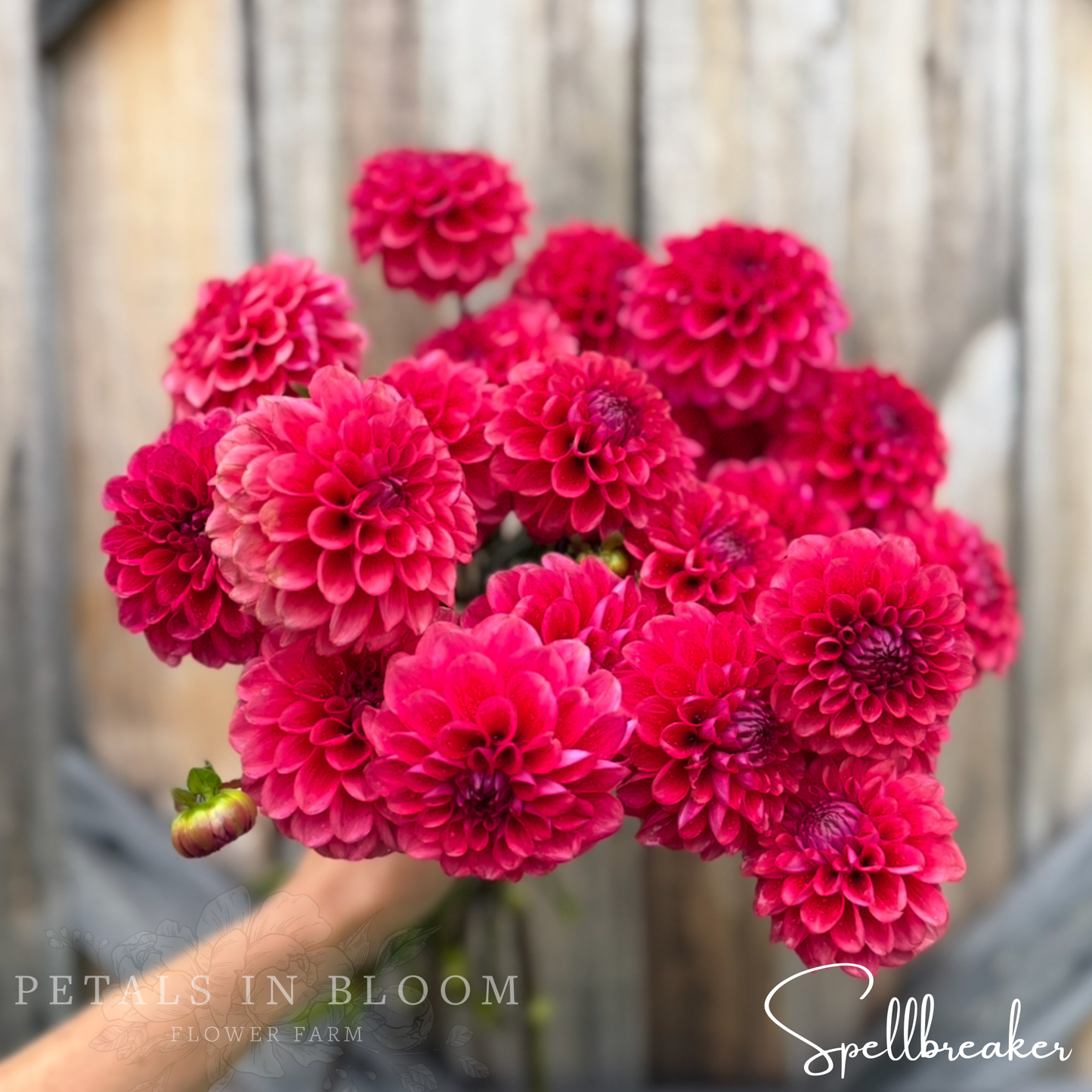 
                  
                    Spellbreaker Dahlia Tubers
                  
                