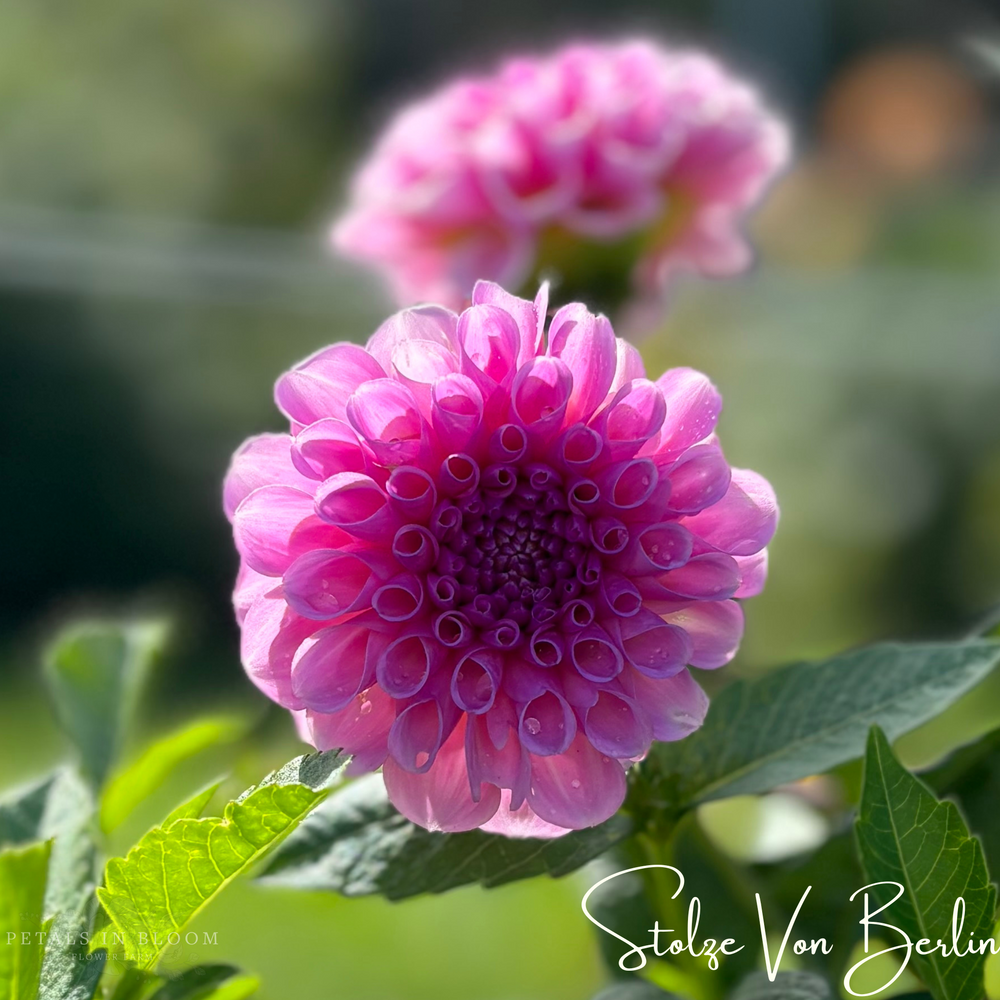 
                  
                    Stolze Von Berlin Dahlia Tubers
                  
                