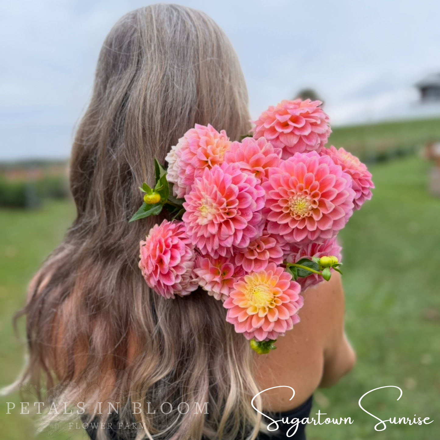 
                  
                    Sugartown Sunrise Dahlia Tubers
                  
                