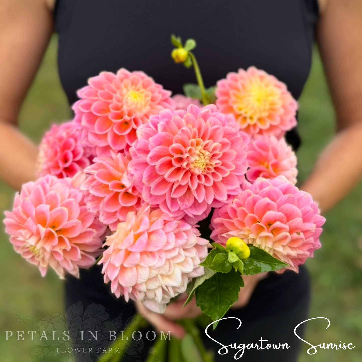 
                  
                    Sugartown Sunrise Dahlia Tubers
                  
                