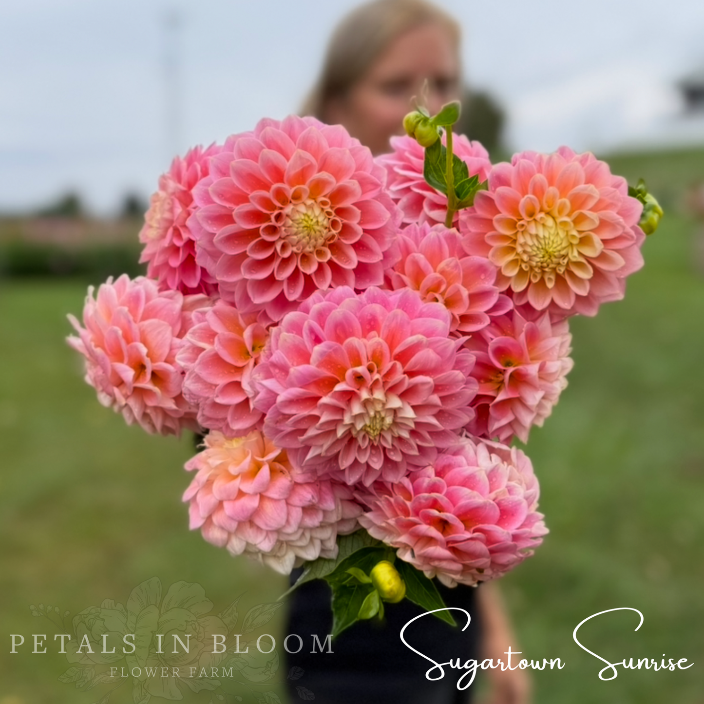 
                  
                    Sugartown Sunrise Dahlia Tubers
                  
                
