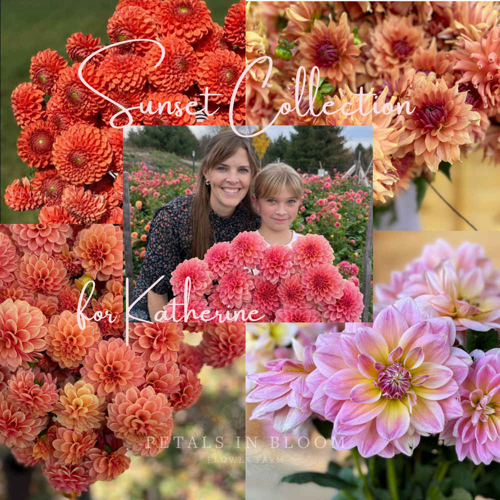 Sunset Collection for Katherine Dahlia Tubers