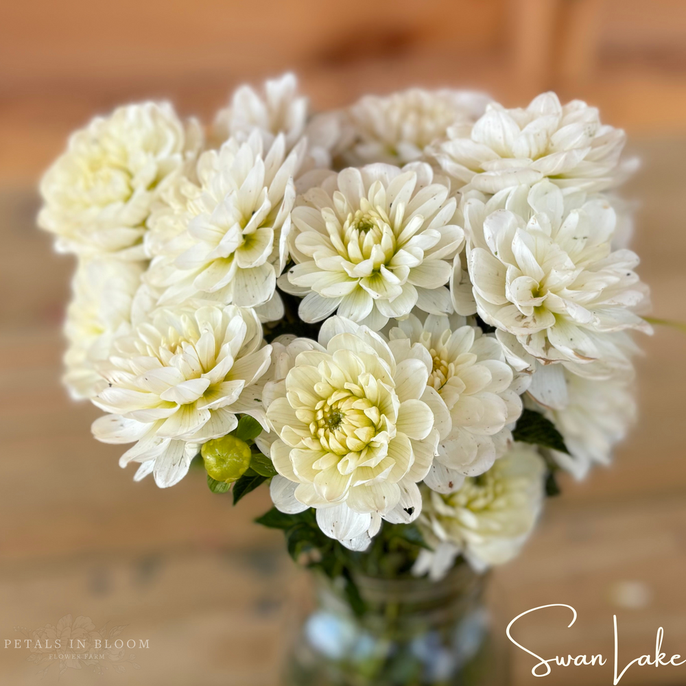 
                  
                    Swan Lake Dahlia Tubers
                  
                