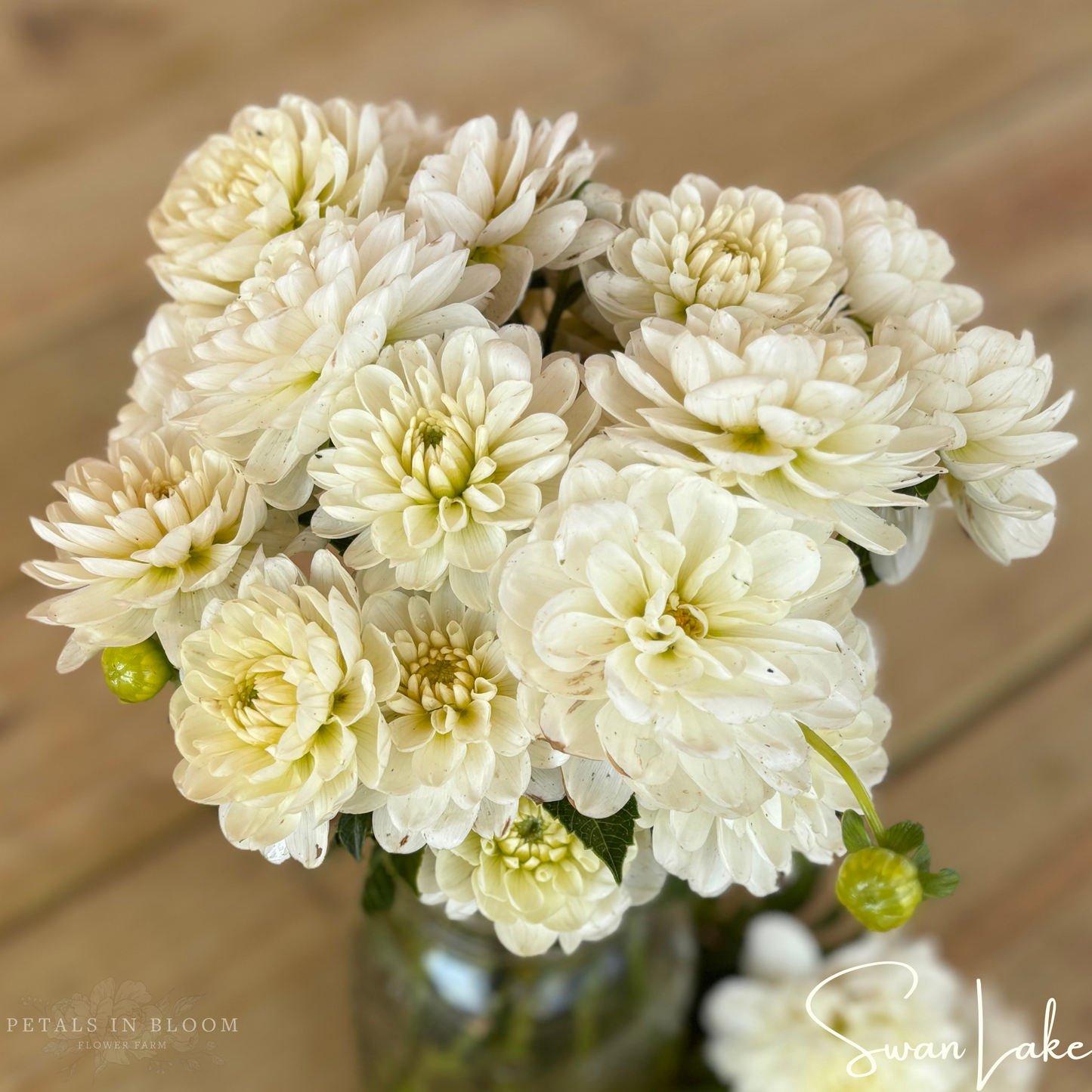 
                  
                    Swan Lake Dahlia Tubers
                  
                