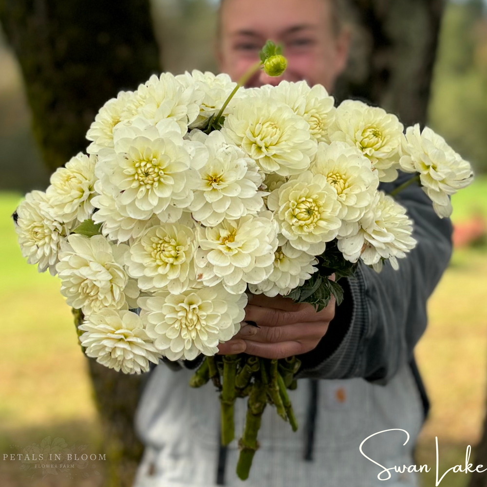 
                  
                    Swan Lake Dahlia Tubers
                  
                