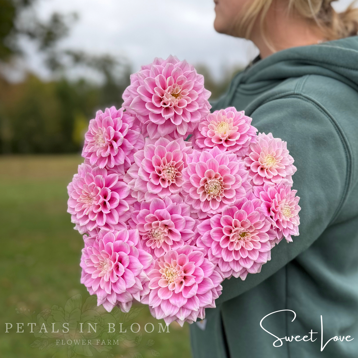 
                  
                    Sweet Love Dahlia Tubers
                  
                