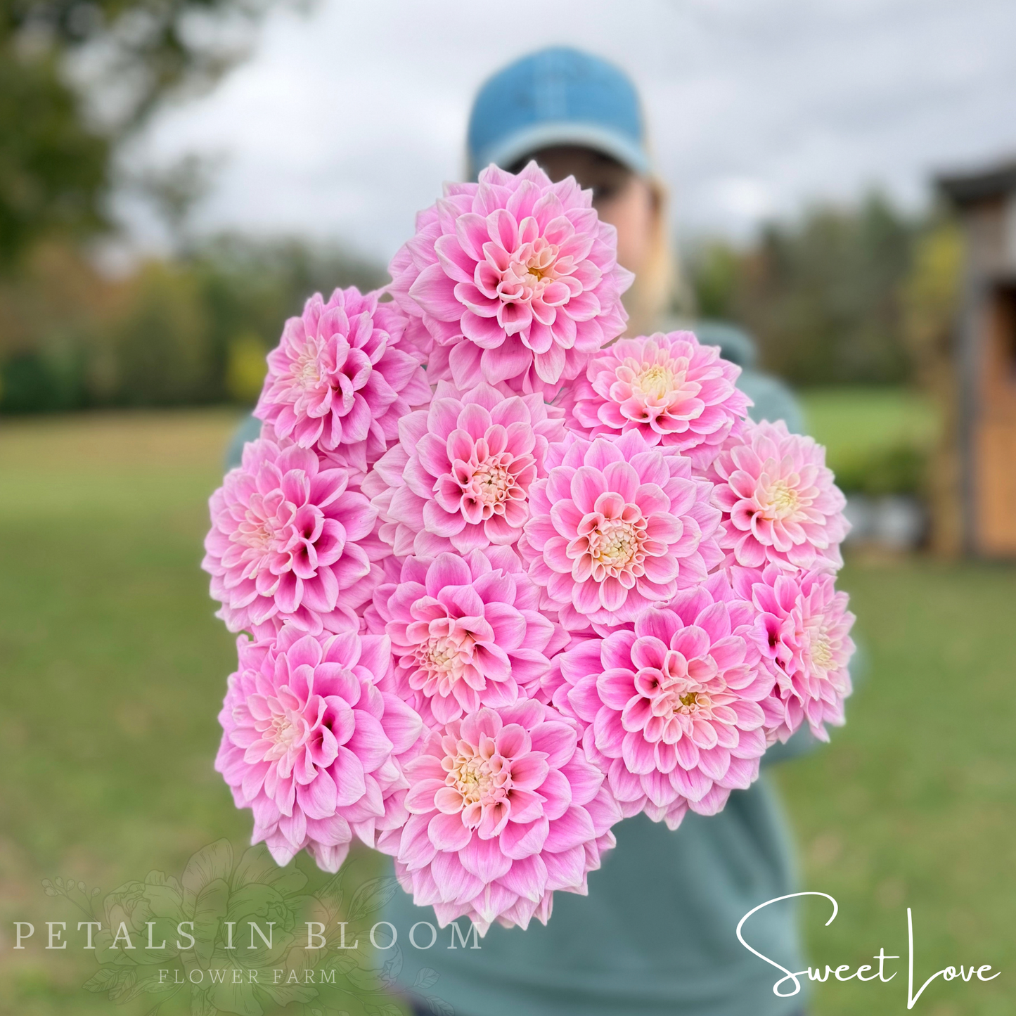 
                  
                    Sweet Love Dahlia Tubers
                  
                