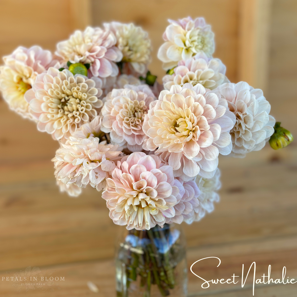 
                  
                    Sweet Nathalie Dahlia Tubers
                  
                