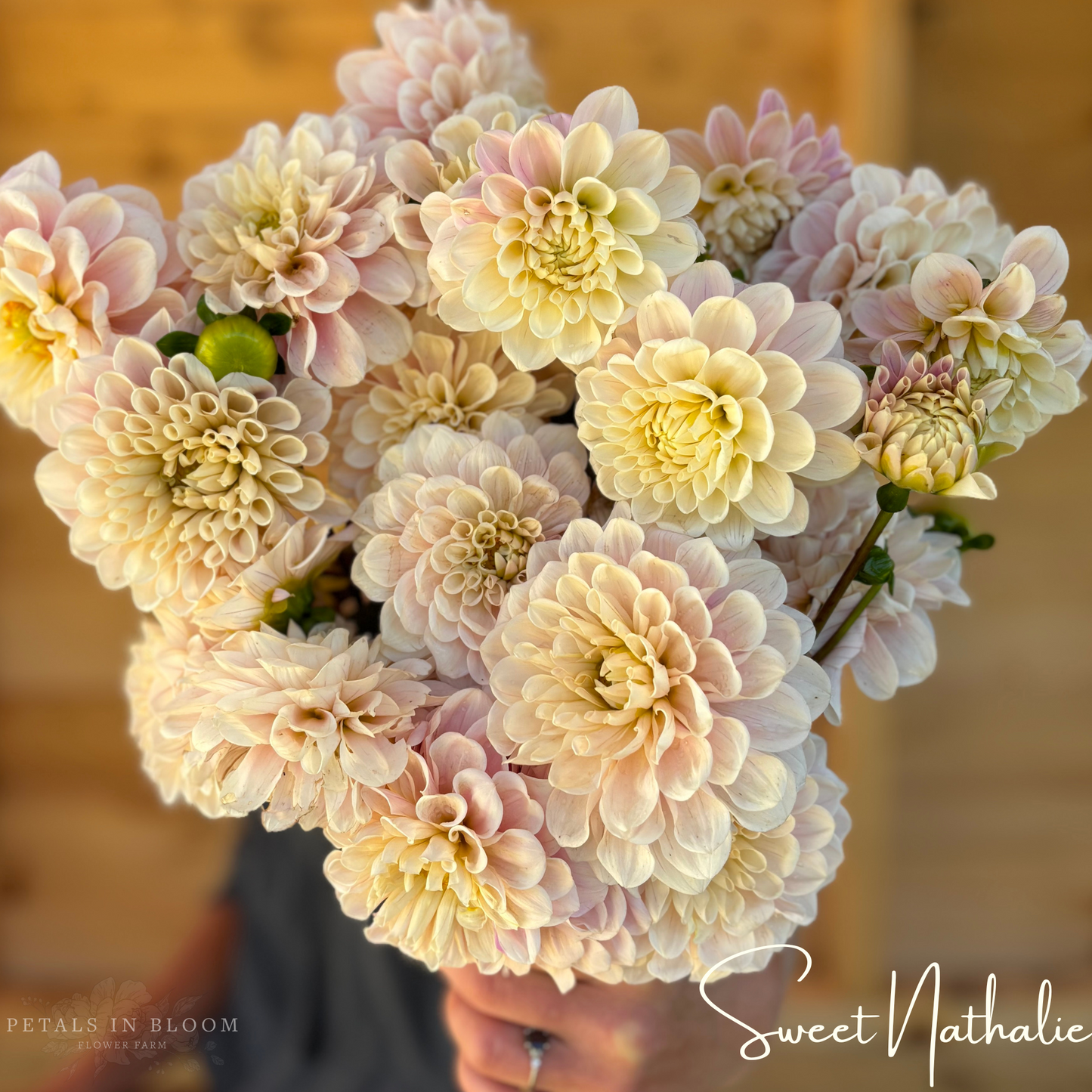 
                  
                    Sweet Nathalie Dahlia Tubers
                  
                