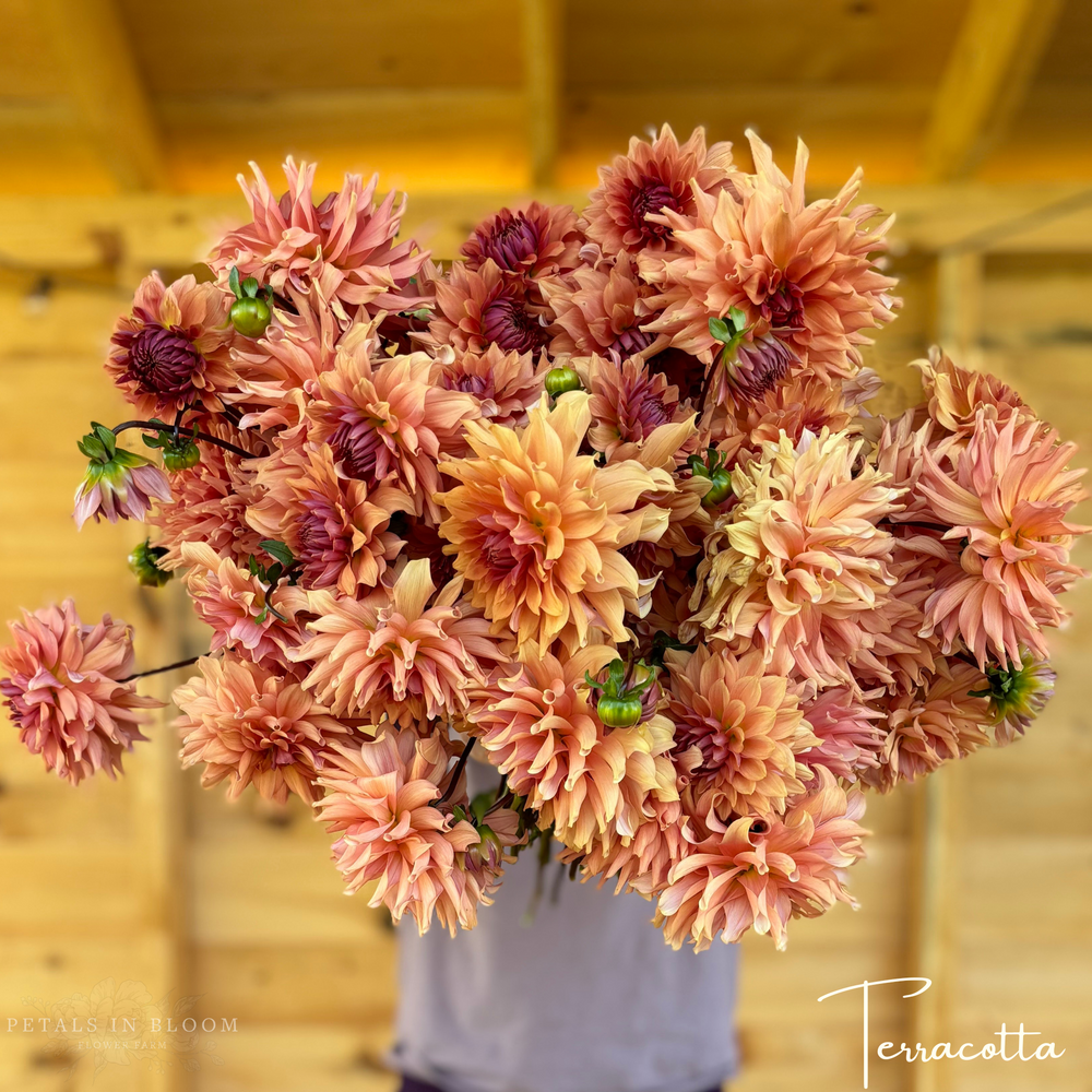 
                  
                    Terracotta Dahlia Tuber
                  
                