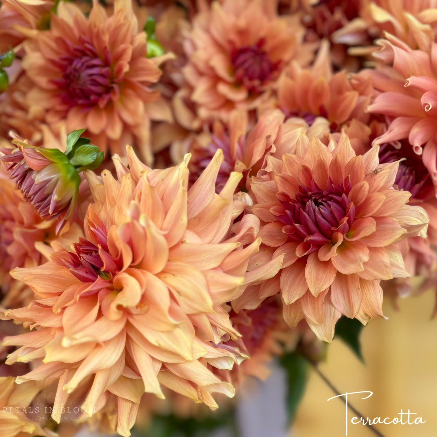 
                  
                    Terracotta Dahlia Tuber
                  
                