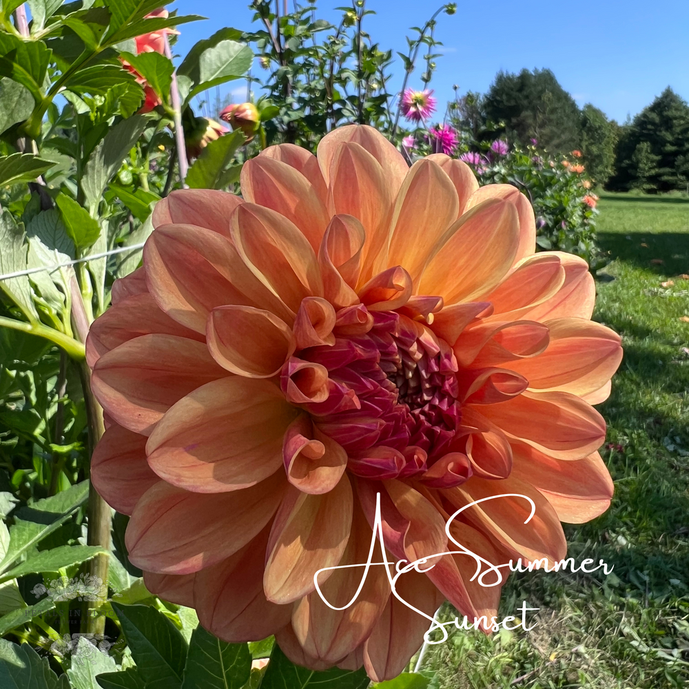Petals In Bloom Flower Farm Ace Dahlia Tubers - Thumbnail 2