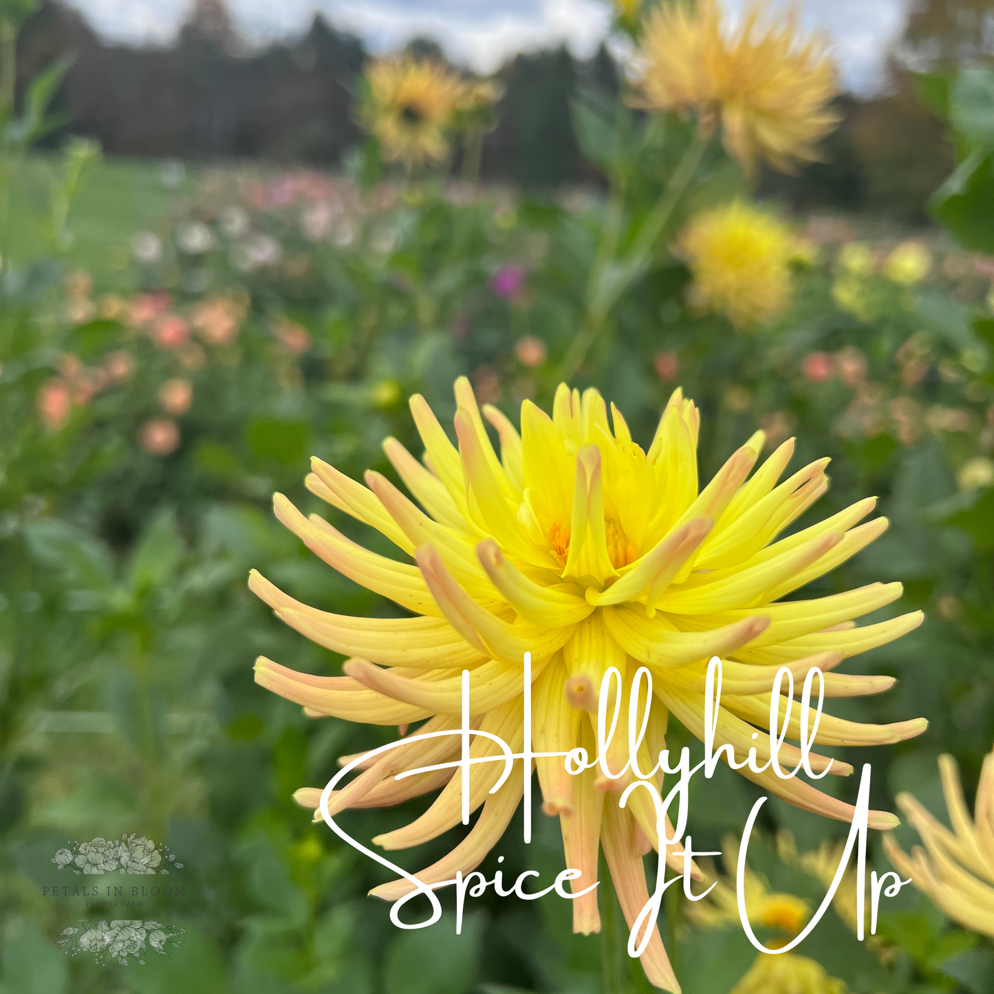 
                  
                    Hollyhill Spice It Up Dahlia Tuber
                  
                