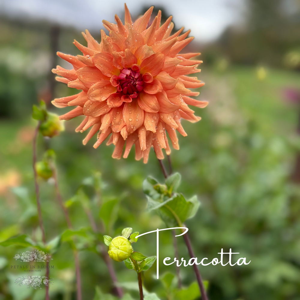 Terracotta Dahlia Tubers