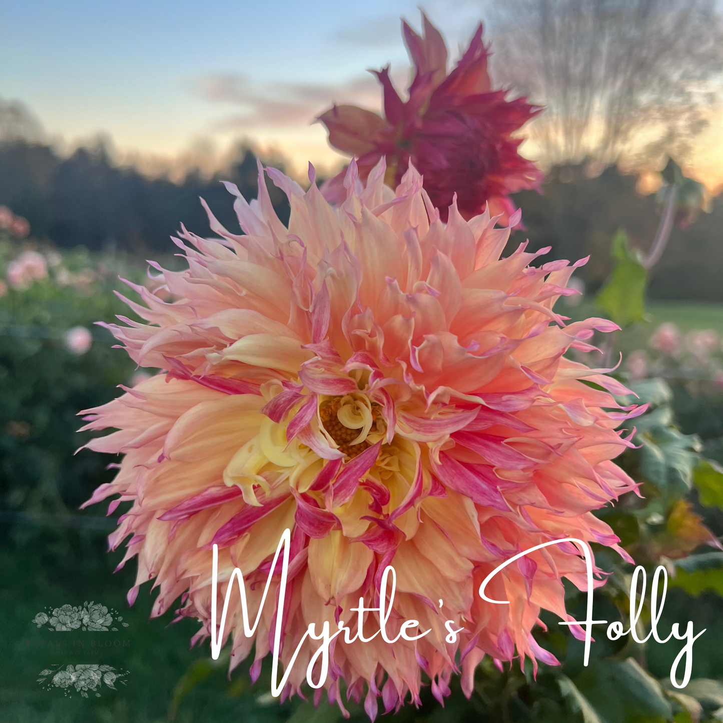 myrtle's folly dahlia seeds Myrtle's Folly Dahlia Tuber – Petals In Bloom Flower Farm