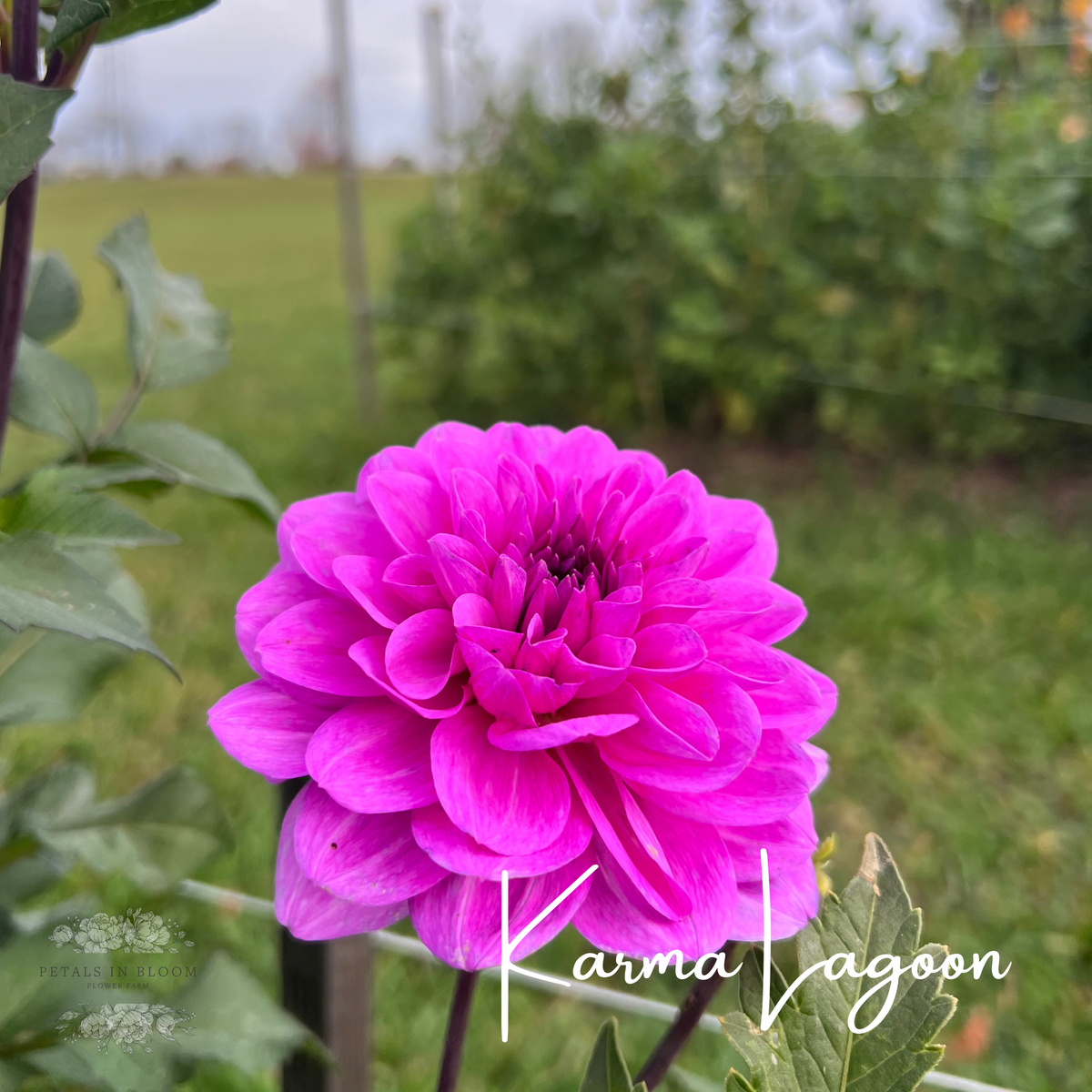 Karma Lagoon Dahlia Tubers – Petals In Bloom Flower Farm