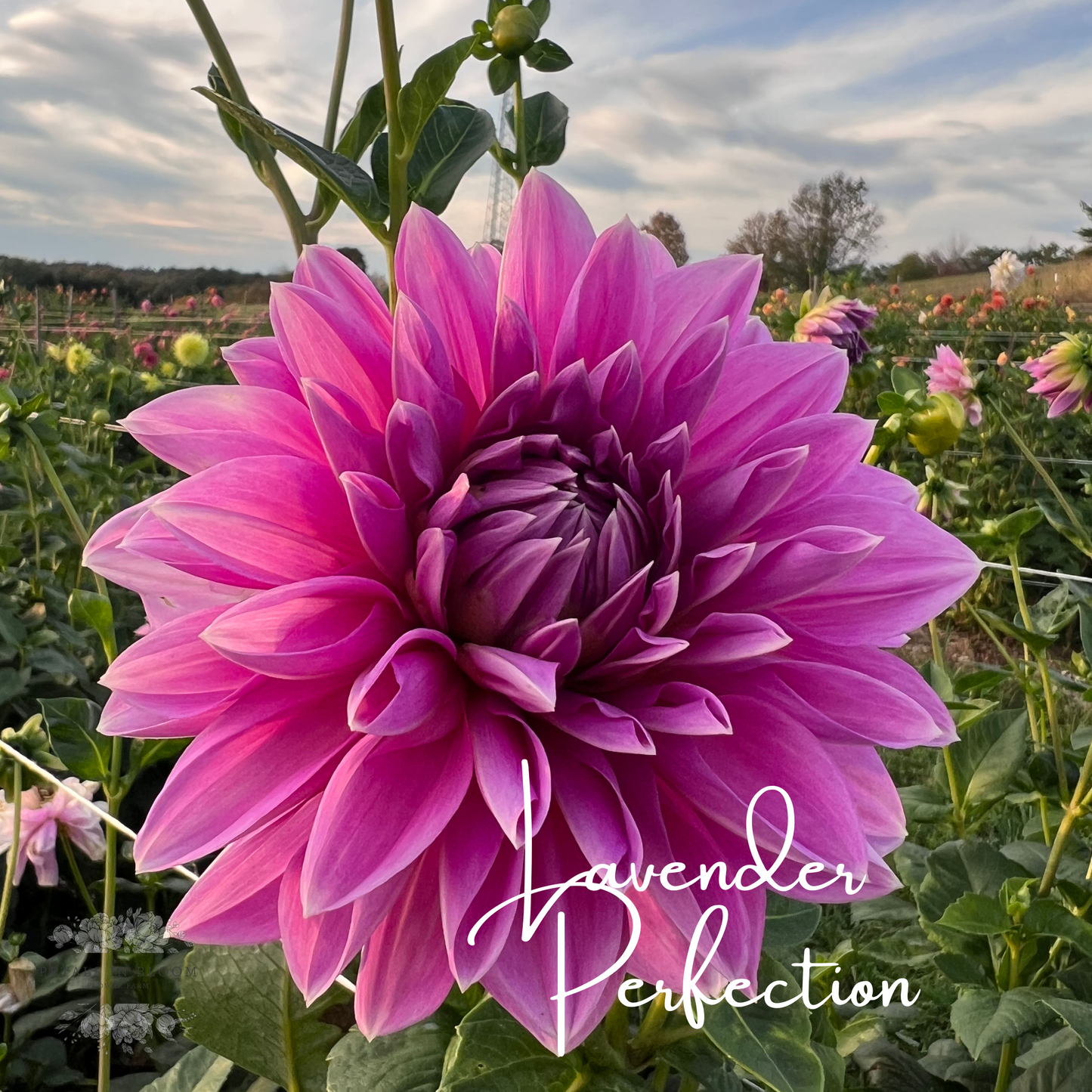 Lavender Perfection Dahlia Tuber Petals In Bloom Flower Farm