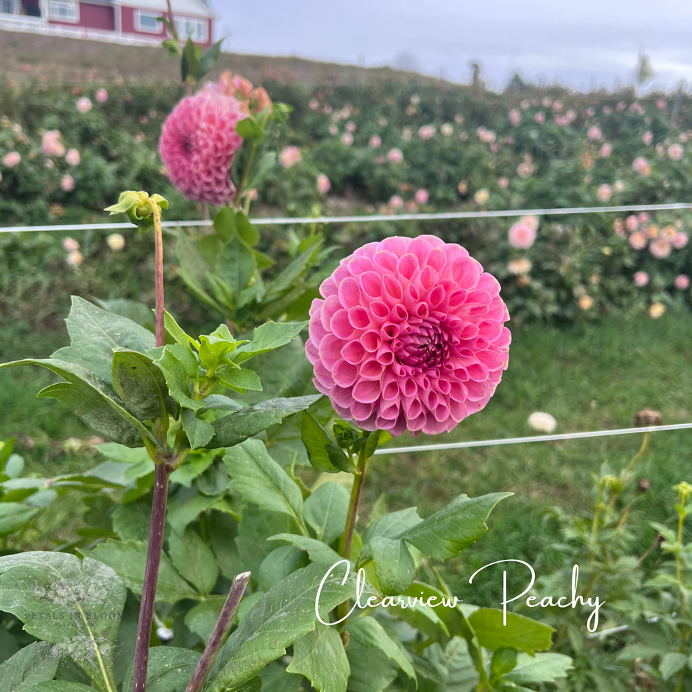 Clearview Peachy Dahlia Tuber