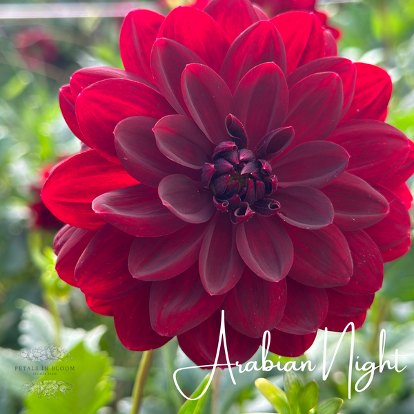 Bring a Hint of Glamour to Your Garden with the Dahlia 'Arabian Night
