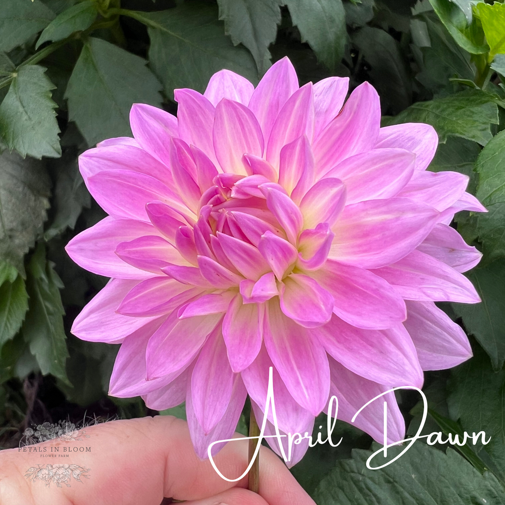 April Dawn Dahlia Tuber