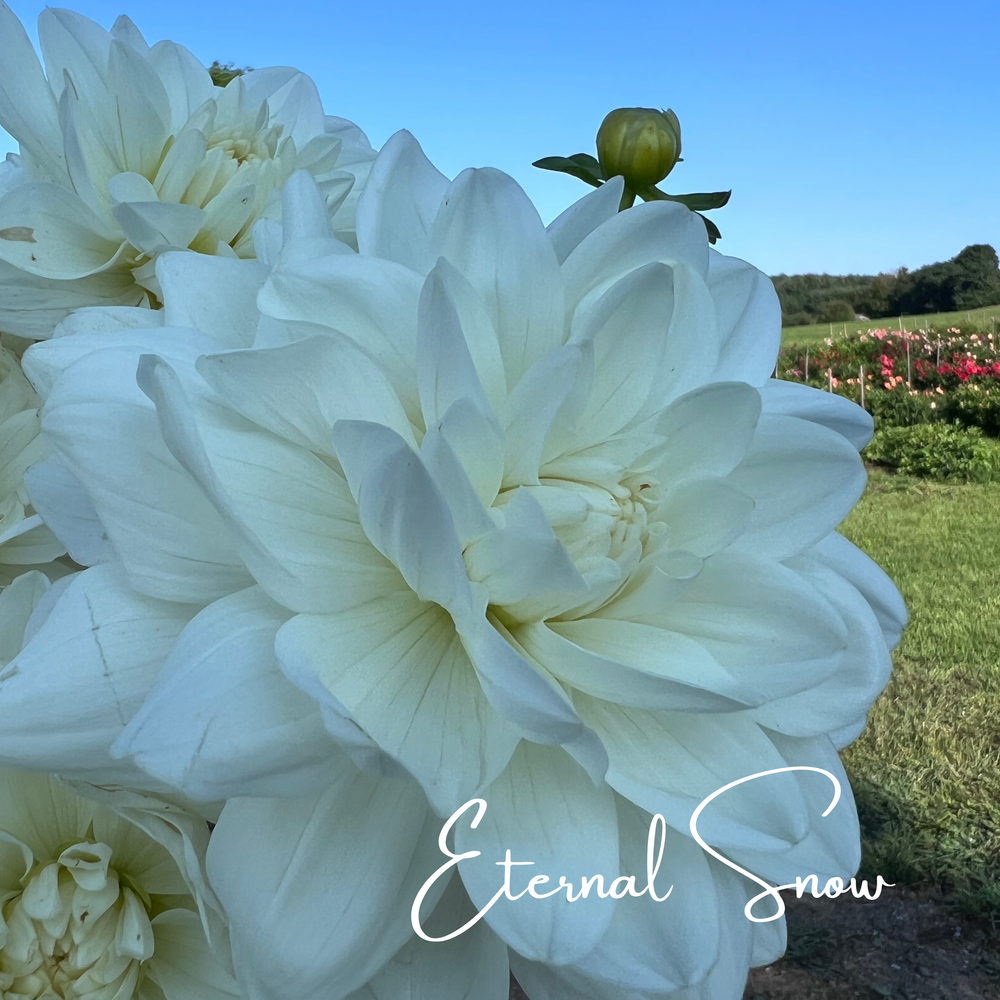 white water lily dahlia Eternal Snow Dahlia Tubers – Petals In Bloom Flower Farm