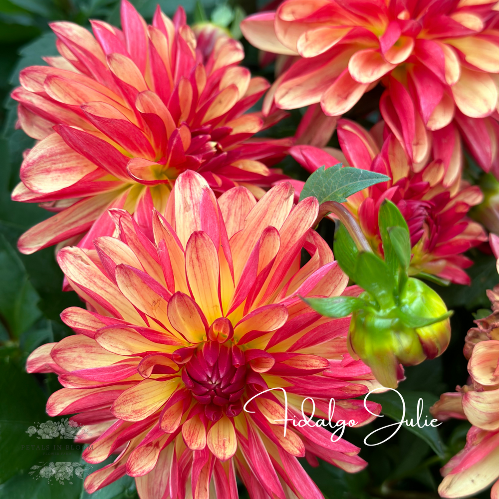 Fidalgo Julie Dahlia Tubers – Petals In Bloom Flower Farm