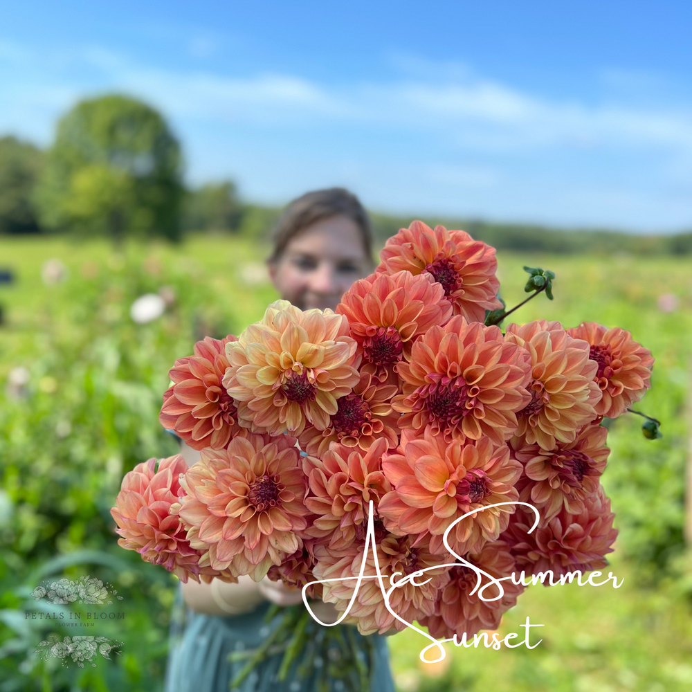 Petals In Bloom Flower Farm Ace Dahlia Tubers - Thumbnail 3
