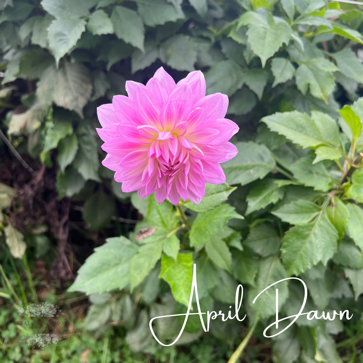 
                  
                    April Dawn Dahlia Tuber
                  
                