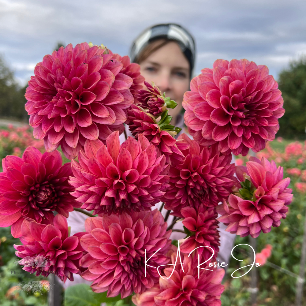 KA’s™ Rosie Jo Dahlia Tuber