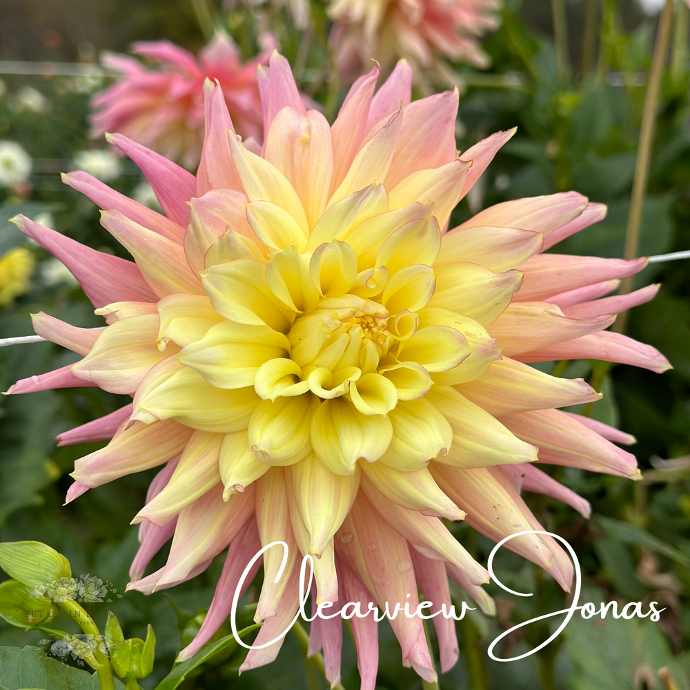 Clearview Jonas Dahlia Tuber