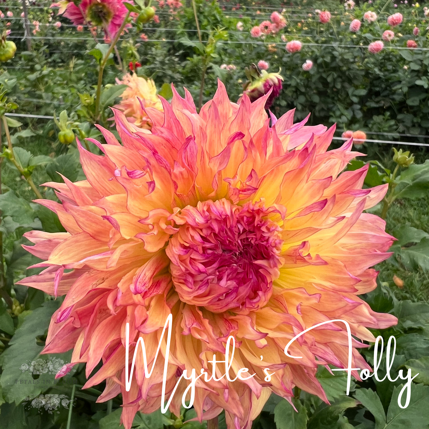 myrtle's folly dahlia seeds Myrtle's Folly Dahlia Tuber – Petals In Bloom Flower Farm