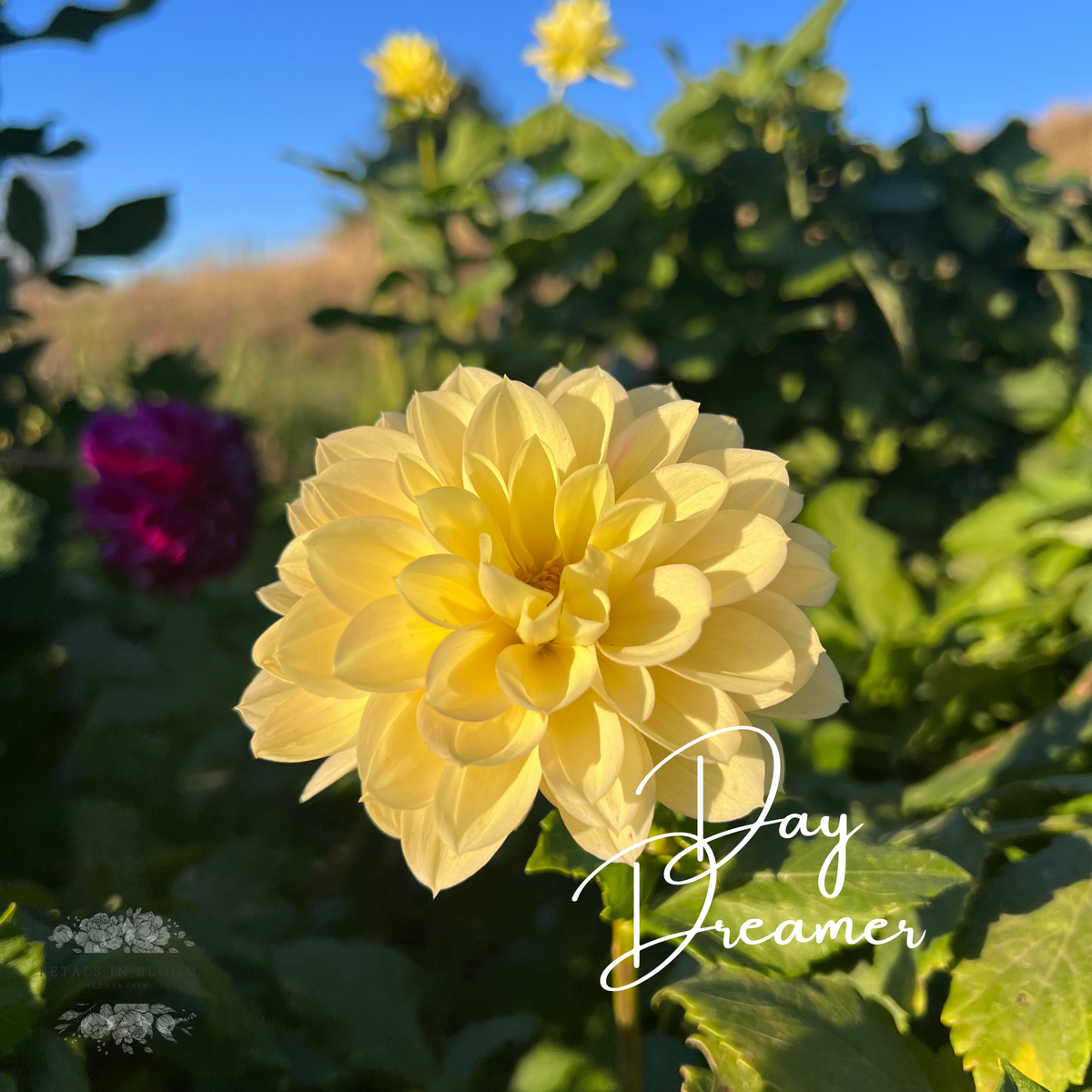Day Dreamer Dahlia Tubers Petals In Bloom Flower Farm
