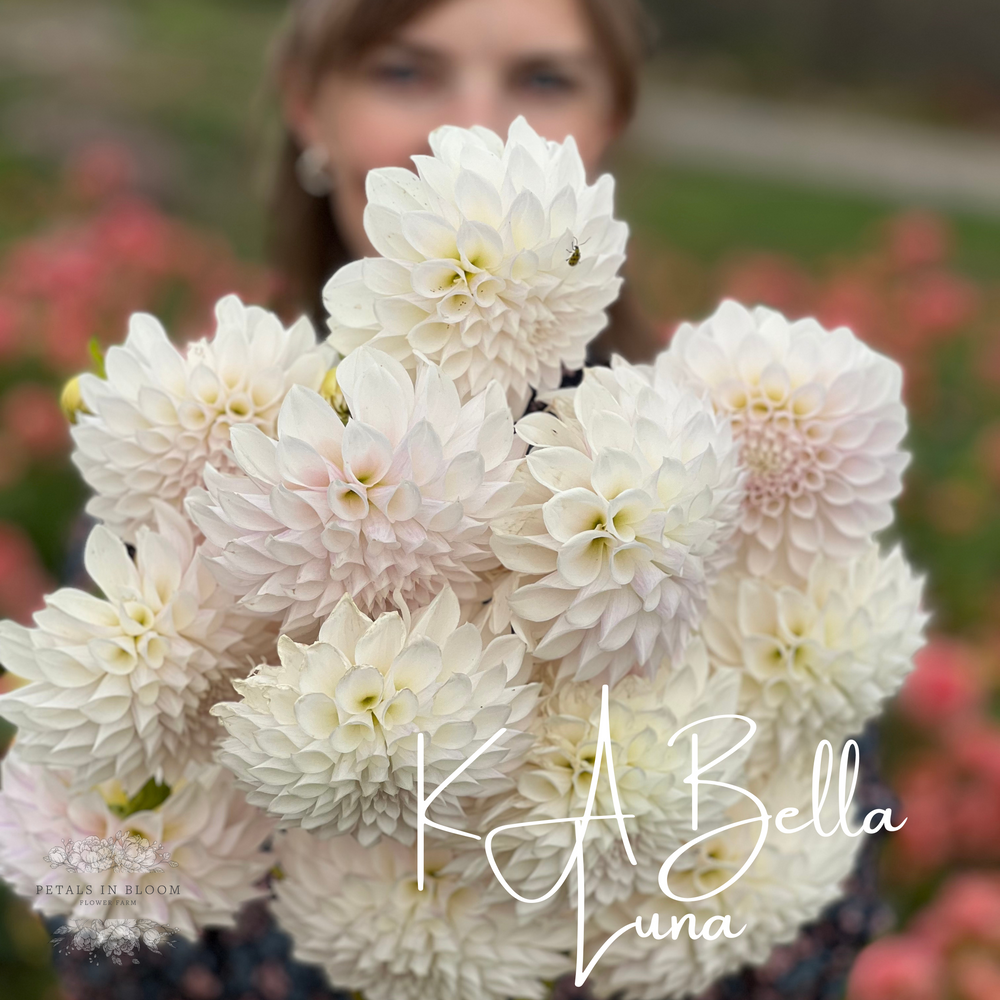 KA’s® Bella Luna Dahlia Tuber