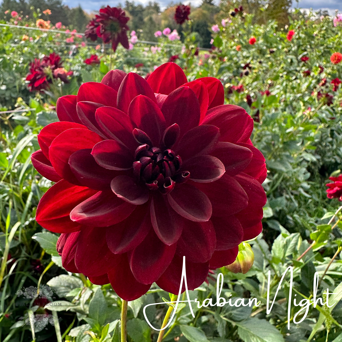 dahlia arabian night seeds Arabian Night Dahlia Tuber – Petals In Bloom Flower Farm