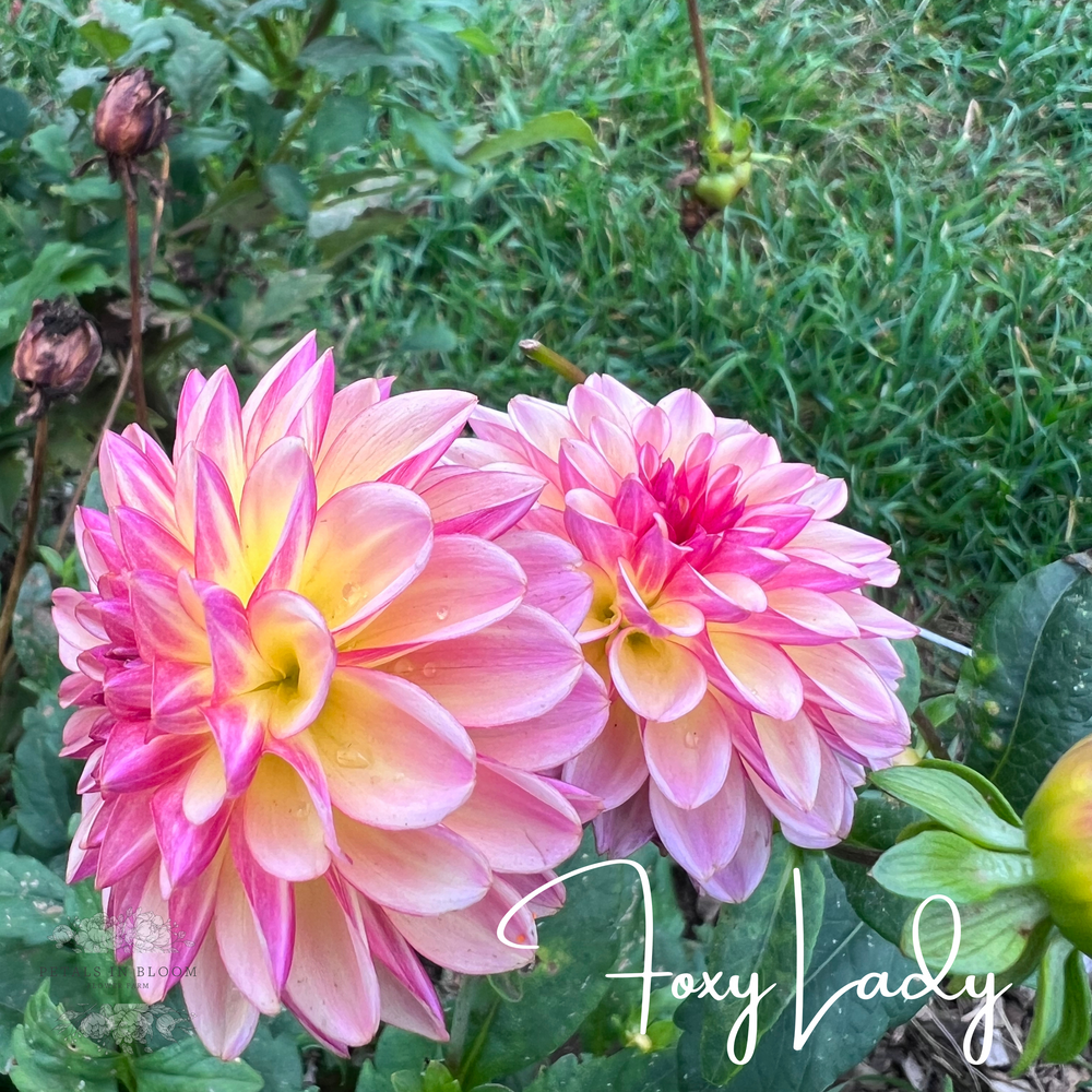 Foxy Lady Dahlia Tuber – Petals In Bloom Flower Farm
