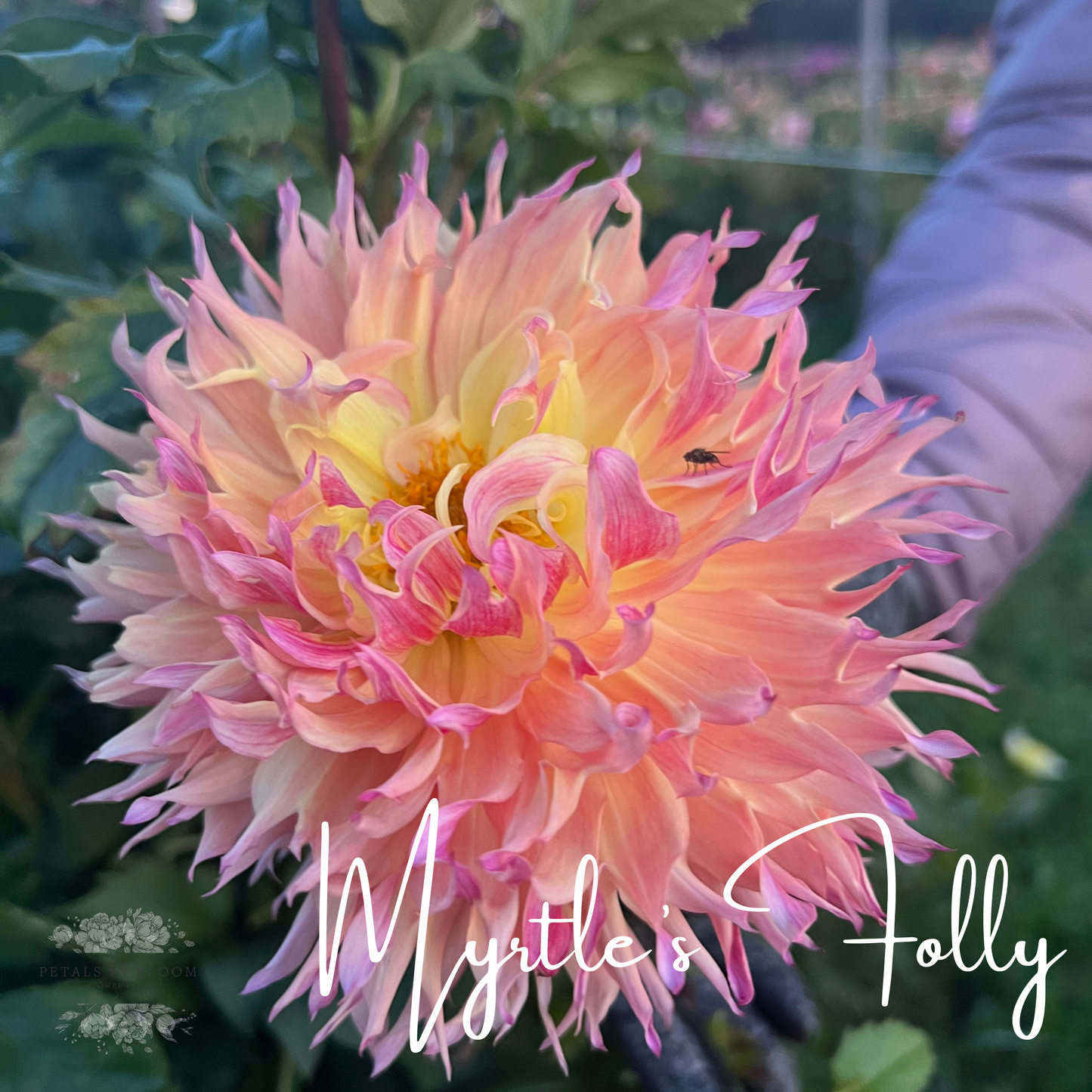 myrtle's folly dahlia seeds Myrtle's Folly Dahlia Tuber – Petals In Bloom Flower Farm